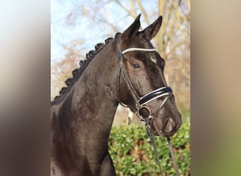 Hanoverian, Gelding, 3 years, 16,2 hh, Black