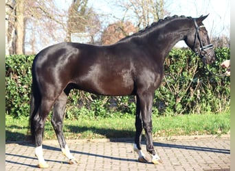 Hanoverian, Gelding, 3 years, 16,2 hh, Black