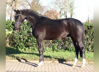 Hanoverian, Gelding, 3 years, 16,2 hh, Black