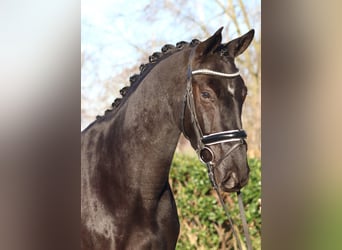 Hanoverian, Gelding, 3 years, 16,2 hh, Black