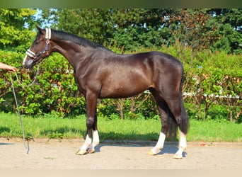 Hanoverian, Gelding, 3 years, 16,2 hh, Black