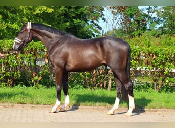 Hanoverian, Gelding, 3 years, 16,2 hh, Black