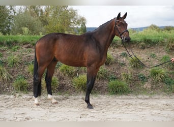 Hanoverian, Gelding, 3 years, 16,2 hh, Brown