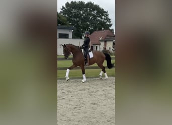 Hanoverian, Gelding, 3 years, 16.2 hh, Brown