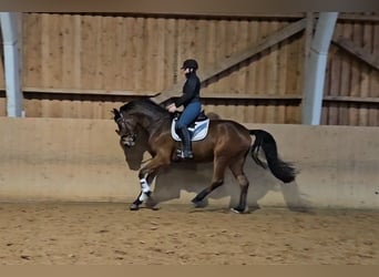 Hanoverian, Gelding, 3 years, 16,2 hh, Brown