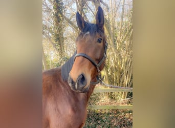 Hanoverian, Gelding, 3 years, 16.2 hh, Brown