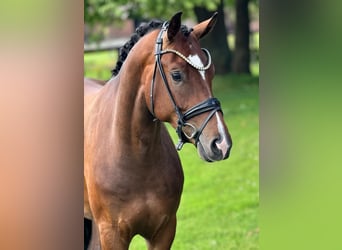 Hanoverian, Gelding, 3 years, 16,2 hh, Brown