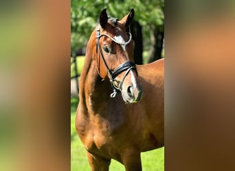 Hanoverian, Gelding, 3 years, 16,2 hh, Brown