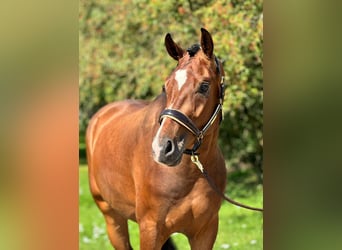 Hanoverian, Gelding, 3 years, 16,2 hh, Brown