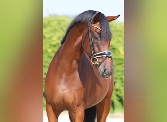 Hannoveraner, Wallach, 3 Jahre, 16,2 hh, Brauner