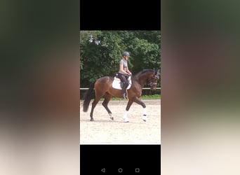 Hanoverian, Gelding, 3 years, 16,2 hh, Brown