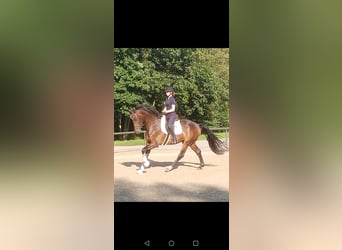 Hanoverian, Gelding, 3 years, 16,2 hh, Brown