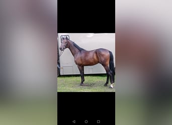 Hanoverian, Gelding, 3 years, 16,2 hh, Brown