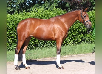 Hanoverian, Gelding, 3 years, 16.2 hh, Brown