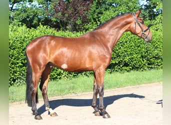 Hanoverian, Gelding, 3 years, 16.2 hh, Brown
