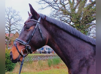 Hanoverian, Gelding, 3 years, 16,2 hh, Brown