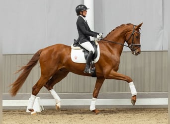 Hanoverian, Gelding, 3 years, 16.2 hh, Chestnut