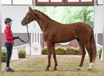 Hanoverian, Gelding, 3 years, 16.2 hh, Chestnut