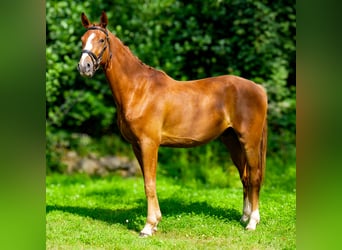 Hanoverian, Gelding, 3 years, 16,2 hh, Chestnut