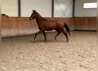 Hanoverian, Gelding, 3 years, 16.2 hh, Chestnut-Red