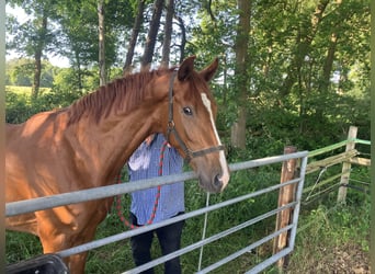 Hanoverian, Gelding, 3 years, 16.2 hh, Chestnut-Red