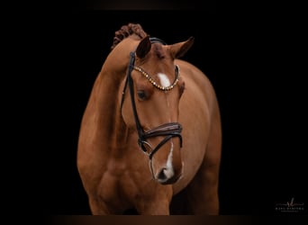 Hanoverian, Gelding, 3 years, 16,2 hh, Chestnut-Red