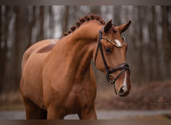 Hanoverian, Gelding, 3 years, 16,2 hh, Chestnut-Red