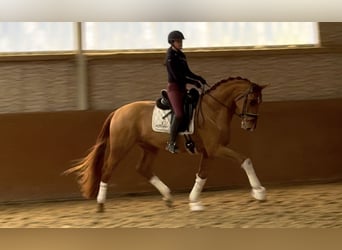 Hanoverian, Gelding, 3 years, 16,2 hh, Chestnut-Red