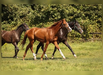 Hanoverian, Gelding, 3 years, 16,2 hh, Chestnut-Red