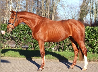 Hanoverian, Gelding, 3 years, 16,2 hh, Chestnut-Red