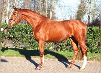 Hanoverian, Gelding, 3 years, 16,2 hh, Chestnut-Red