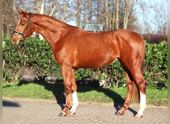 Hanoverian, Gelding, 3 years, 16,2 hh, Chestnut-Red