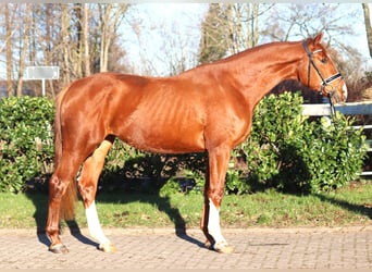 Hanoverian, Gelding, 3 years, 16,2 hh, Chestnut-Red