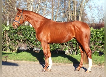 Hanoverian, Gelding, 3 years, 16,2 hh, Chestnut-Red