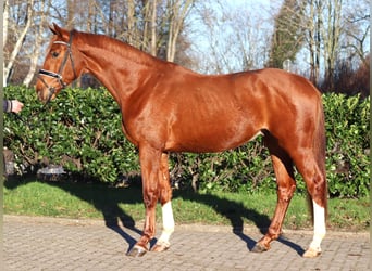 Hanoverian, Gelding, 3 years, 16,2 hh, Chestnut-Red