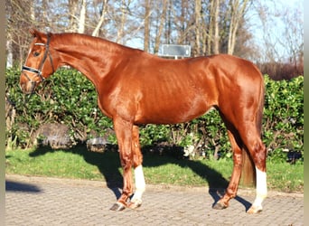 Hanoverian, Gelding, 3 years, 16,2 hh, Chestnut-Red