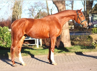 Hanoverian, Gelding, 3 years, 16,2 hh, Chestnut-Red