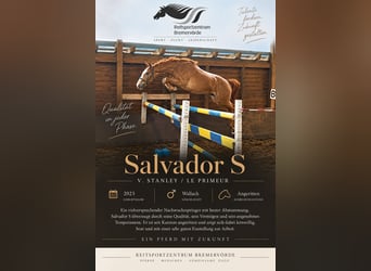 Hanoverian, Gelding, 3 years, 16.2 hh, Chestnut-Red