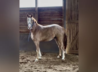 Hanoverian, Gelding, 3 years, 16.2 hh, Chestnut-Red