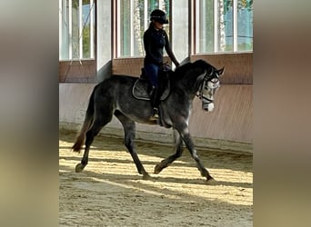 Hannoveraner, Wallach, 3 Jahre, 16,2 hh, Schimmel