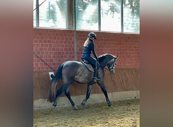 Hannoveraner, Wallach, 3 Jahre, 16,2 hh, Schimmel