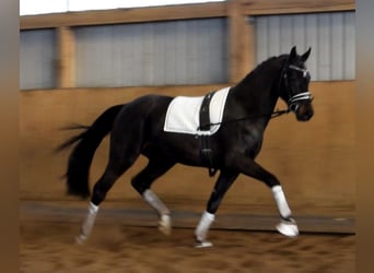 Hanoverian, Gelding, 3 years, 16,2 hh, Smoky-Black