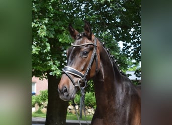 Hanoverian, Gelding, 3 years, 16.2 hh, Smoky-Black
