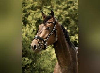 Hanoverian, Gelding, 3 years, 16.2 hh, Smoky-Black