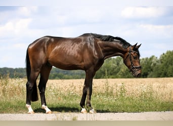 Hanoverian, Gelding, 3 years, 16.2 hh, Smoky-Black
