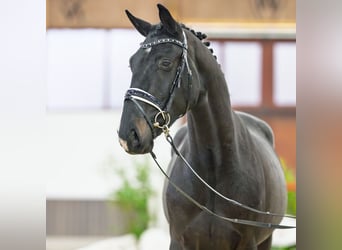 Hanoverian, Gelding, 3 years, 16,2 hh, Smoky-Black