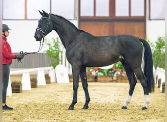 Hanoverian, Gelding, 3 years, 16,2 hh, Smoky-Black