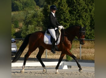 Hanoverian, Gelding, 3 years, 16.3 hh, Bay-Dark