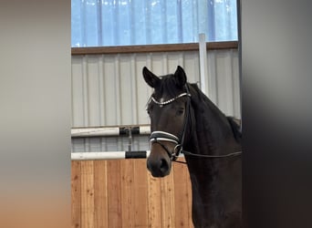 Hanoverian, Gelding, 3 years, 16.3 hh, Bay-Dark