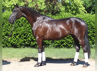 Hanoverian, Gelding, 3 years, 16.3 hh, Black